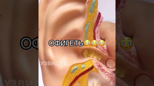 Как правильно чистить уши ))) Как правильно чистить уши )))