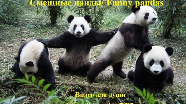 Смешные панды/ Funny pandas - Видео для души Смешные панды/ Funny pandas - Видео для души