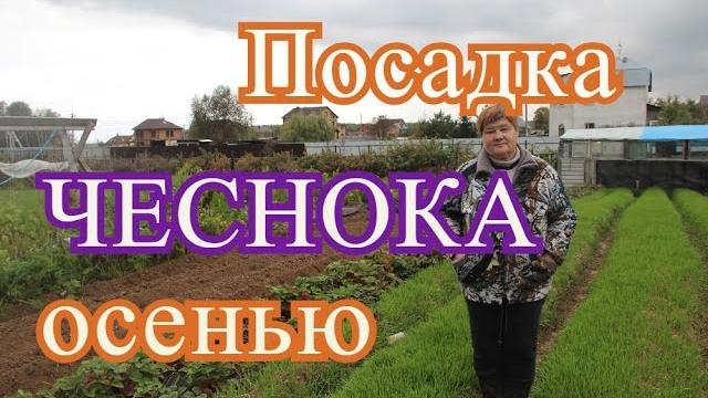 Посадка чеснока. Посадка чеснока под зиму. Посадка чеснока. Посадка чеснока под зиму.