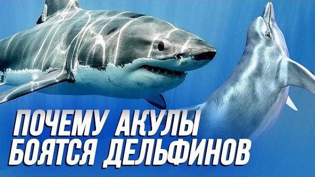 ПОЧЕМУ АКУЛЫ БОЯТСЯ ДЕЛЬФИНОВ? Факты! ПОЧЕМУ АКУЛЫ БОЯТСЯ ДЕЛЬФИНОВ? Факты!