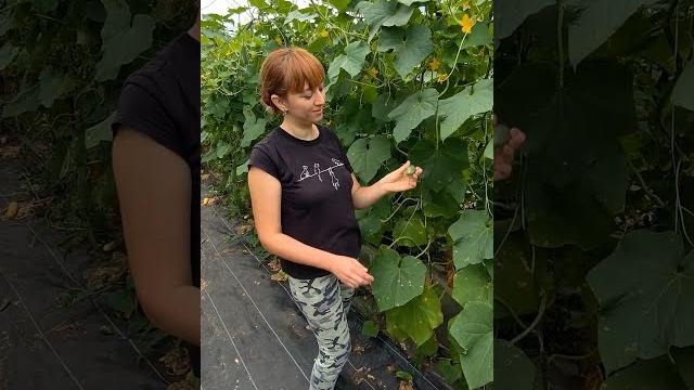 Почему огурцы горькие? Почему огурцы горькие?