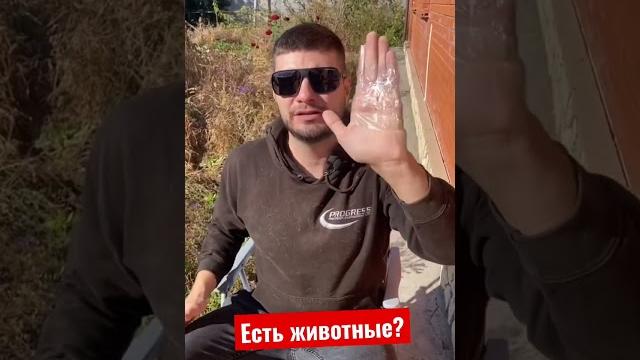 Как избавиться от шерсти? Как избавиться от шерсти?
