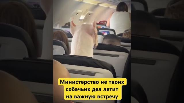 Почему не в бизнесе?#прикол #приколы #смешно #смешное #собака #собаки #собачка #собачки #юмор #топ Почему не в бизнесе?#прикол #приколы #смешно #смешное #собака #собаки #собачка #собачки #юмор #топ