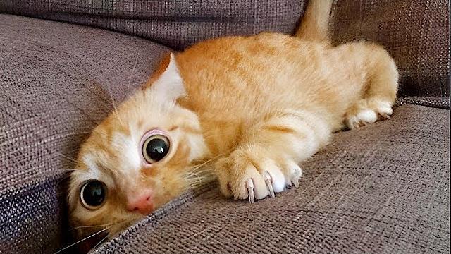 Самые смешные животные / Приколы с котами и собаками 2022 / LA #47 Самые смешные животные / Приколы с котами и собаками 2022 / LA #47