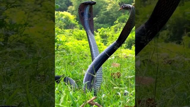 Snake Video #shotrs #snake #viral Snake Video #shotrs #snake #viral