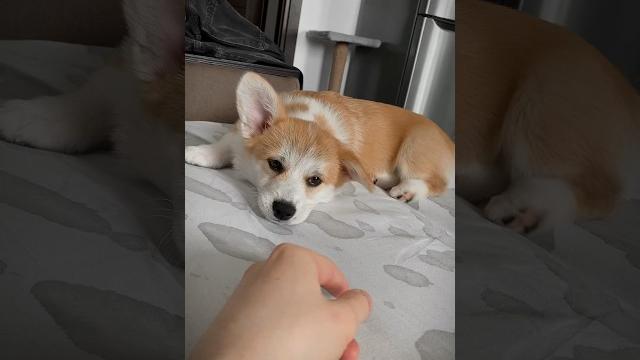 Я корги я вовсе не медведь #милюков #корги #юмор Я корги я вовсе не медведь #милюков #корги #юмор
