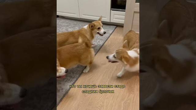 Самое страшное если ты заведешь корги #милюков #корги #юмор Самое страшное если ты заведешь корги #милюков #корги #юмор