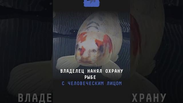 Владелец нанял охрану рыбе с человеческим лицом #новости #поток #карп #домашниеживотные #рыба Владелец нанял охрану рыбе с человеческим лицом #новости #поток #карп #домашниеживотные #рыба