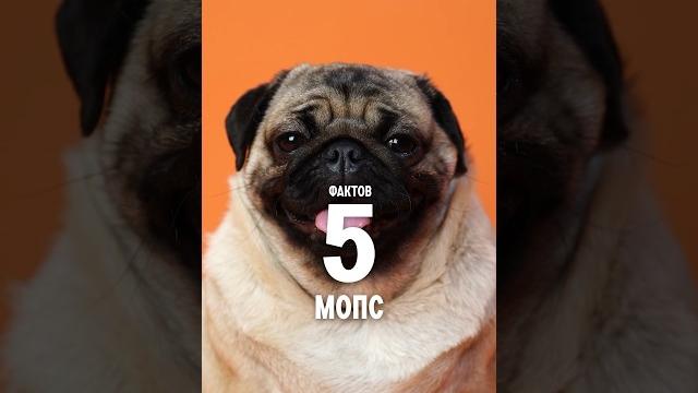 5 фактов о породе – Мопс #shorts #мопс #собаки 5 фактов о породе – Мопс #shorts #мопс #собаки