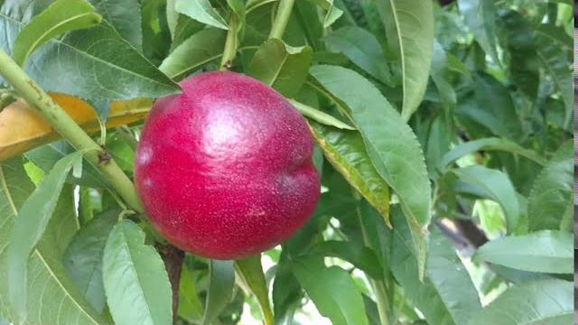 Нектарин Биг Топ /nectarine Big Top/ Первые плоды. Видео и отзывы от питомника Макси Сад. Нектарин Биг Топ /nectarine Big Top/ Первые плоды. Видео и отзывы от питомника Макси Сад.