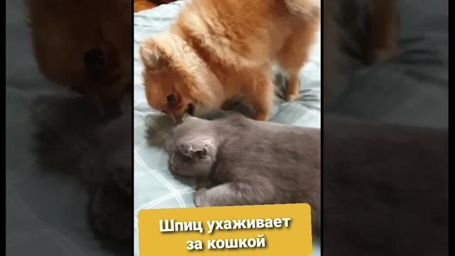 Pomeranian Spitz broke the system #shorts Pomeranian Spitz broke the system #shorts