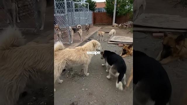 Alpha Dog Corrects an Aggressive Dog! - Part 2 Alpha Dog Corrects an Aggressive Dog! - Part 2