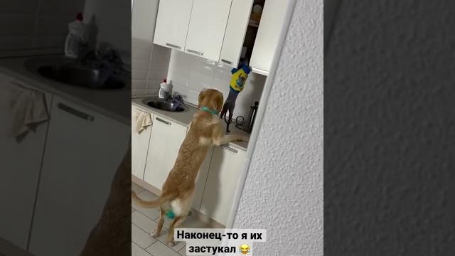 Самое популярное видео Дени и Мэни Самое популярное видео Дени и Мэни