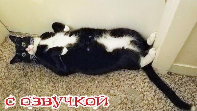 Приколы с котами! Смешные коты! - С ОЗВУЧКОЙ! Смешное видео с животными! ЛУЧШИЕ МОМЕНТЫ! Приколы с котами! Смешные коты! - С ОЗВУЧКОЙ! Смешное видео с животными! ЛУЧШИЕ МОМЕНТЫ!