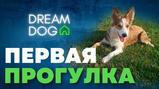 Первая прогулка с щенком С чего начать выгул собаки Первая прогулка с щенком С чего начать выгул собаки