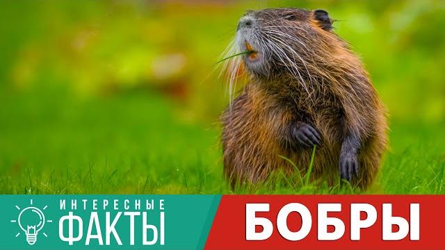 ВСЁ САМОЕ ИНТЕРЕСНОЕ О БОБРАХ ВСЁ САМОЕ ИНТЕРЕСНОЕ О БОБРАХ