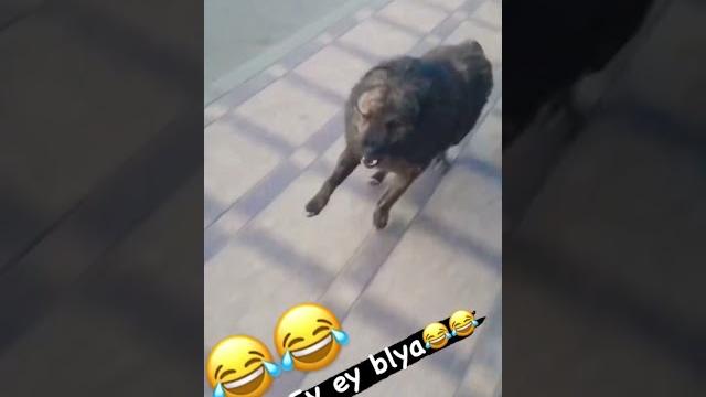 O'ziga o'zi so'rab oldi #shorts #prikol #funny O'ziga o'zi so'rab oldi #shorts #prikol #funny