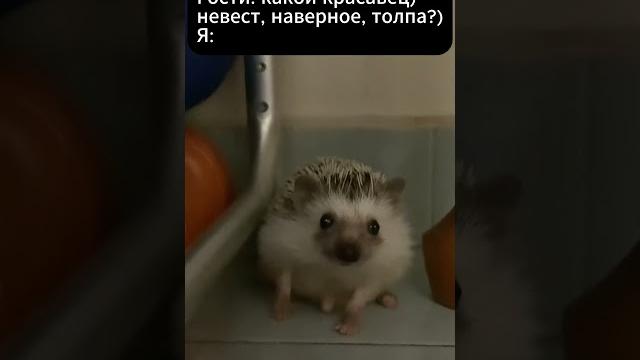 Невесты #смешныевидео #мемы #ёжики Невесты #смешныевидео #мемы #ёжики