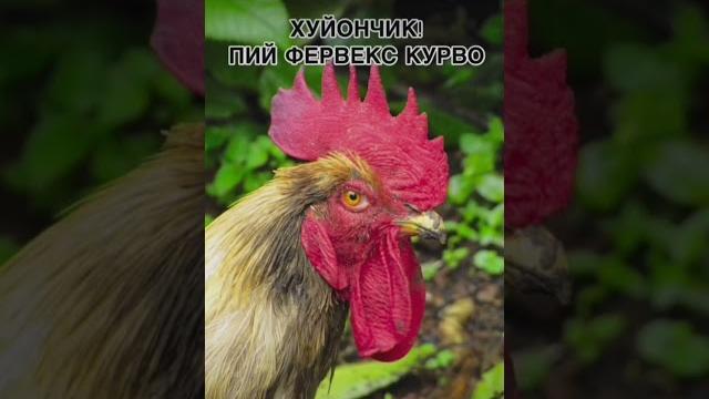 #приколы #рекомендации #курица #ржака #україна #приколы #рекомендации #курица #ржака #україна