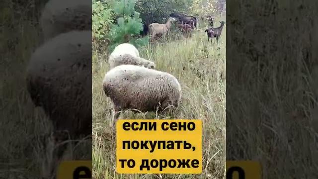 бизнес - разведение баранов, 525 000р в год прибыль. бизнес - разведение баранов, 525 000р в год прибыль.