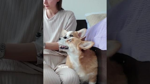У всех же так? #корги #corgi #собака #shorts #shortsvideo #puppy #щенок #смешныеживотные У всех же так? #корги #corgi #собака #shorts #shortsvideo #puppy #щенок #смешныеживотные