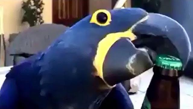 Попугаи! Приколы про попугаев! Смешные попугаи! Попугаи! Приколы про попугаев! Смешные попугаи!