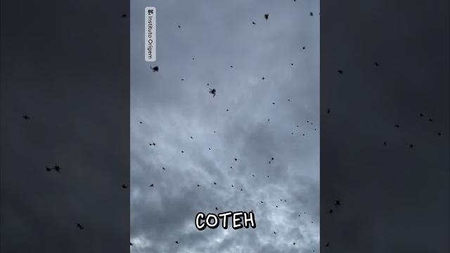 «Дождь» из Пауков в Бразилии ️ «Дождь» из Пауков в Бразилии ️