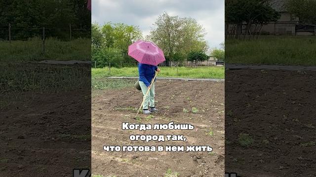 #деревня #юмор #огороднаподоконнике #обзордачи #дача #садоводничество #лето #прикол #грядки #деревня #юмор #огороднаподоконнике #обзордачи #дача #садоводничество #лето #прикол #грядки