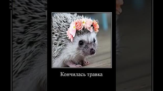 Мем #смех #ржака #юмор #мемы #жиза #смешно #угар #прикол #весело #шутки #shorts #лол #ёжик Мем #смех #ржака #юмор #мемы #жиза #смешно #угар #прикол #весело #шутки #shorts #лол #ёжик