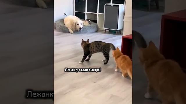И хорошие коты - немного хулиганы #смешно #юмор #кошки #cat #animals #кот #смешныекошки И хорошие коты - немного хулиганы #смешно #юмор #кошки #cat #animals #кот #смешныекошки