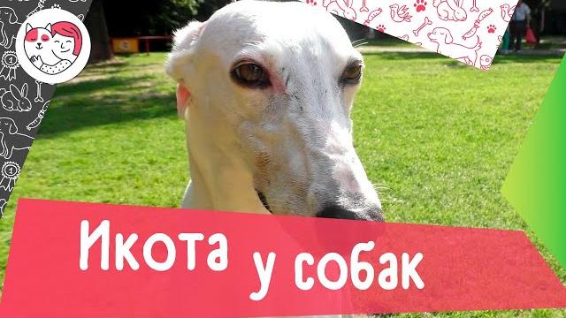 5 причин икоты у собак 5 причин икоты у собак