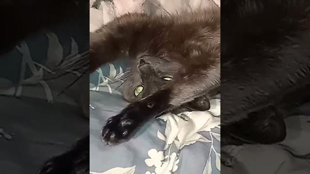 котейка Кот Смешные видео о кошках котенок приколы с котами приколы с животными смешные коты котейка Кот Смешные видео о кошках котенок приколы с котами приколы с животными смешные коты