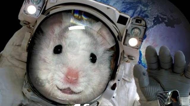 ХОМЯК ПОЛЕТЕЛ В КОСМОС 2 ЧАСТЬ ХОМЯК ПОЛЕТЕЛ В КОСМОС 2 ЧАСТЬ