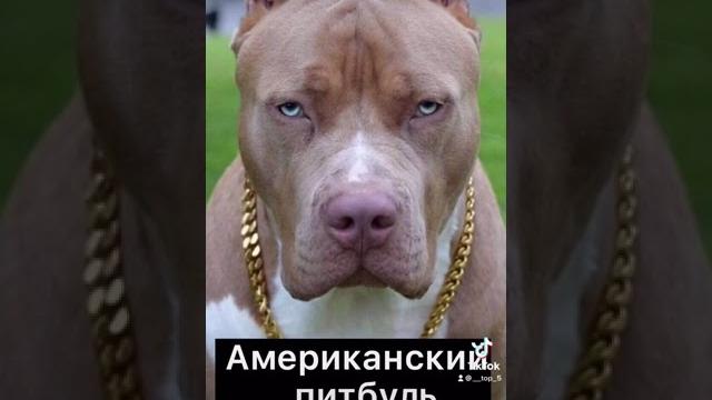 Топ 5 самых опасных пород собак #shorts #топ #топ5 #рек #рекомендации #собаки #порода Топ 5 самых опасных пород собак #shorts #топ #топ5 #рек #рекомендации #собаки #порода