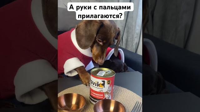 #dachshund #смешныеживотные #такса #юмор #таксаамма #таксаэлли #dachshund #puppy #собака #cute #dachshund #смешныеживотные #такса #юмор #таксаамма #таксаэлли #dachshund #puppy #собака #cute