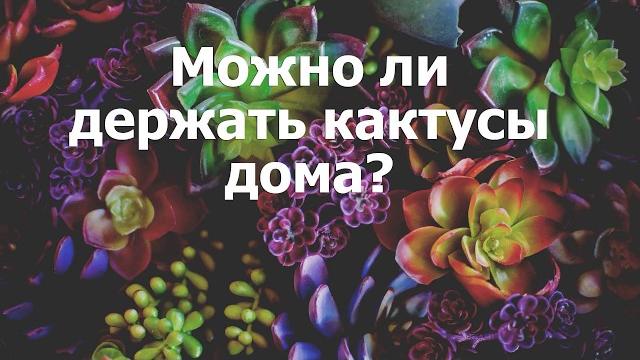 Можно ли держать кактусы дома? Можно ли держать кактусы дома?