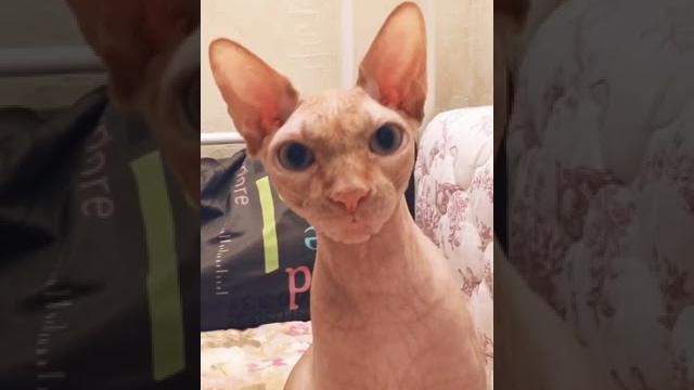 ЗАБАВНЫЙ КОТИК. КАНАДСКИЙ СФИНКС. СМЕШНОЕ ВИДЕО. ЗАБАВНЫЙ КОТИК. КАНАДСКИЙ СФИНКС. СМЕШНОЕ ВИДЕО.
