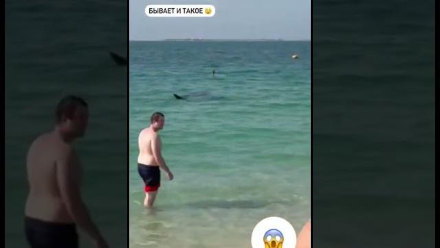 Акула напала на человека в Дубае Акула напала на человека в Дубае