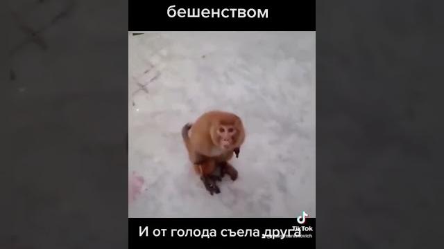 Бешеная обезьяна Бешеная обезьяна