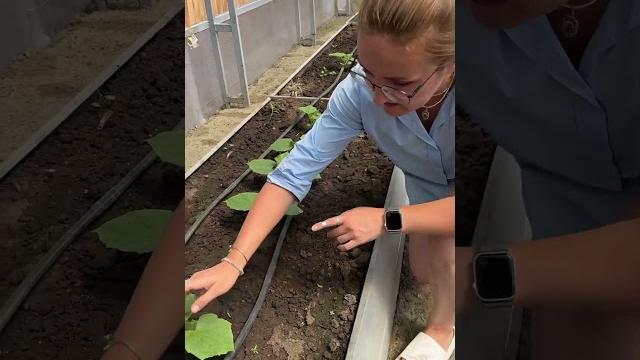 Сколько огурцов оставлять на метр? Сколько огурцов оставлять на метр?