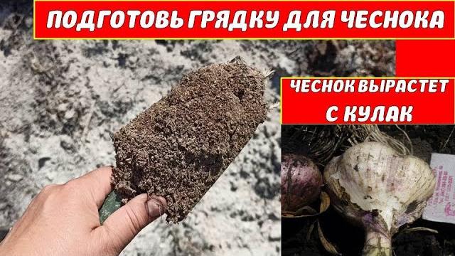 В ГРЯДКУ ПЕРЕД ПОСАДКОЙ ЧЕСНОКА ОЗИМОГО ДОБАВЛЯЮ ЭТО! ЧЕСНОК РАСТЕТ СКУЛАК! Что добавить под чеснок В ГРЯДКУ ПЕРЕД ПОСАДКОЙ ЧЕСНОКА ОЗИМОГО ДОБАВЛЯЮ ЭТО! ЧЕСНОК РАСТЕТ СКУЛАК! Что добавить под чеснок