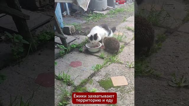 Ёжики вытесняют котов с их территории #беларусь #юмор #ёжик #ёж #кот #котик #деревня #еда #корм Ёжики вытесняют котов с их территории #беларусь #юмор #ёжик #ёж #кот #котик #деревня #еда #корм
