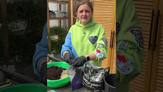 Как посеять кабачки, огурцы на рассаду? Как посеять кабачки, огурцы на рассаду?