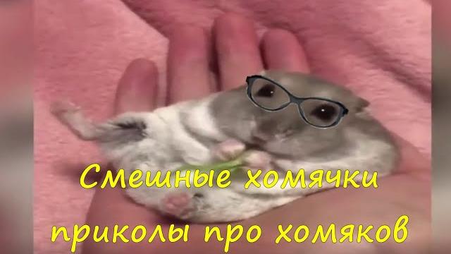 Смешные хомячки-приколы про хомяков Смешные хомячки-приколы про хомяков