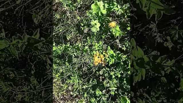 Зверобой на чай Зверобой на чай