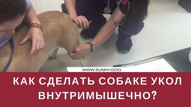 Как сделать укол собаке внутримышечно? Как сделать укол собаке внутримышечно?