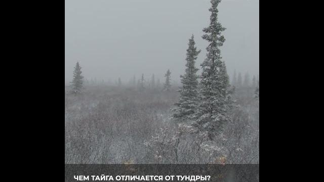 Чем тайга отличается от тундры? #Shorts Чем тайга отличается от тундры? #Shorts