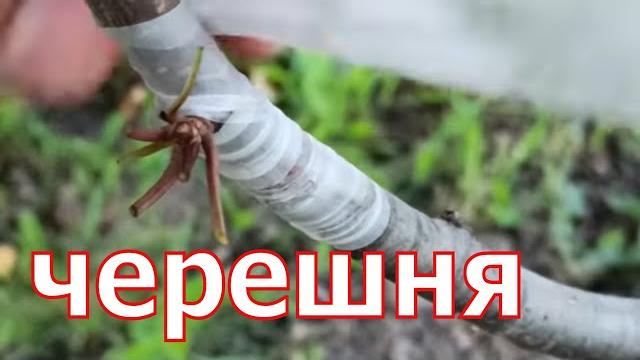 как Привил Черешню Летом // cherry grafting как Привил Черешню Летом // cherry grafting