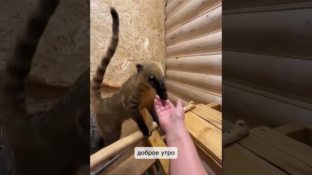 Как просыпаются все еноты Как просыпаются все еноты