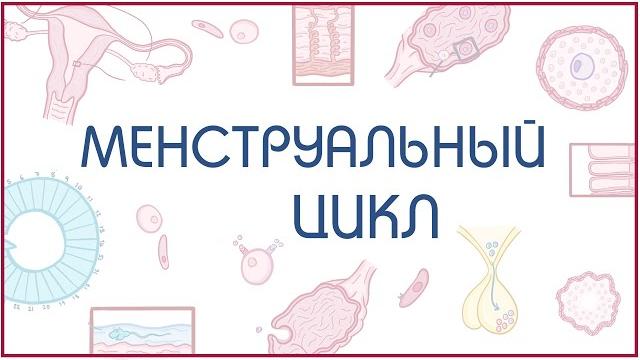 Менструальный цикл Менструальный цикл